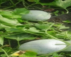 Normal Ash gourd for sale in Unnao