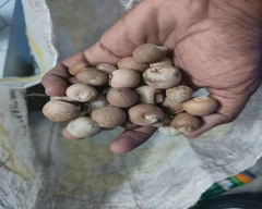 Dried Arecanut for sale in Dharmapuri