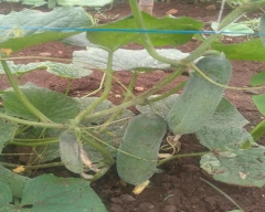 Normal Cucumber for sale in Khandwa