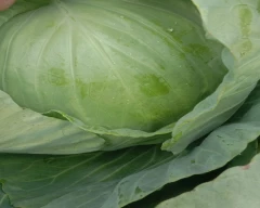 Deep Green Cabbage for sale in Betul