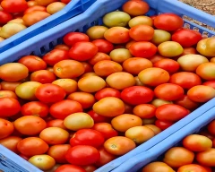 A Grade Quality Tomato for sale in Annamayya
