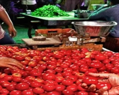 A Grade Quality Tomato for sale in Gautam Buddha Nagar