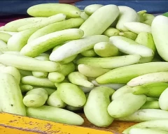 Hybrid Cucumber for sale in Jalna
