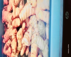 Bulb Turmeric for sale in Hathras