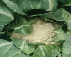 Other Cauliflower for sale in Ahmednagar