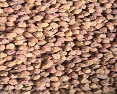 Indian Chana for sale in Ahmedabad