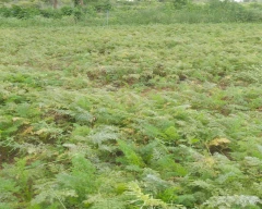 Normal Carrot for sale in Chikballapur