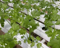 Normal Coriander Leaves for sale in Ratlam