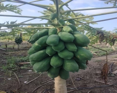 Number 15 Papaya for sale in Jalgaon