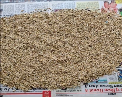 Normal Barley for sale in Tikamgarh