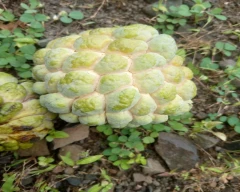 A Grade Quality Custard Apple for sale in Dhar