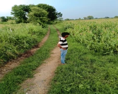 Black Urad for sale in Bhilwara