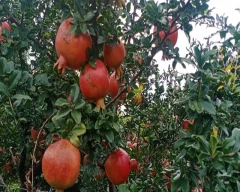 A Grade Quality Pomegranate for sale in Solapur