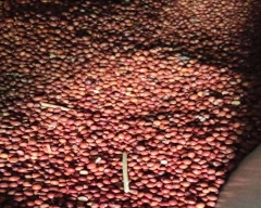 Indian Tur for sale in Chandrapur