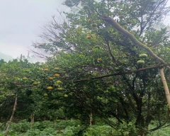 Nagpuri Orange for sale in Nagpur