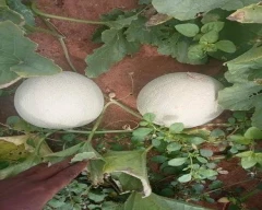 Hybrid Muskmelon for sale in Dharmapuri