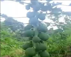 Red Lady Taiwan 786 Papaya for sale in Dimapur