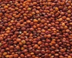 Indian Tur for sale in Kalaburagi