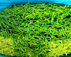 Other Green Chilli for sale in Barwani