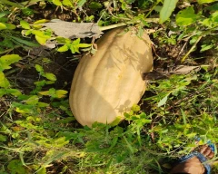 Red Pumpkin for sale in Lucknow