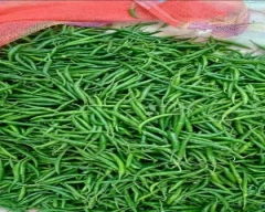 Normal Green Chilli for sale in Mandsaur