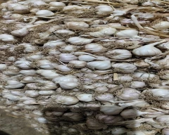 Alleppey Garlic for sale in Bagalkot