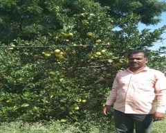 Normal Mosambi for sale in Ahmednagar