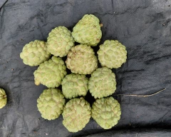 Normal Custard Apple for sale in Nashik