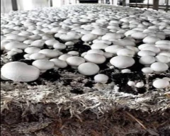 Other Mushroom for sale in Cuttack