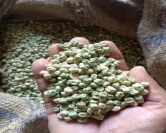 Dried Green Peas for sale in Ratlam