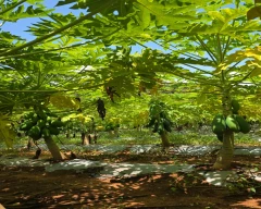 Number 15 Papaya for sale in Rangareddy