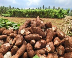 Normal Tapioca for sale in Nagapattinam