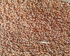 A Grade Quality Ragi for sale in Davangere