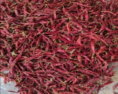 Teja Dry Chilli for sale in Nagpur