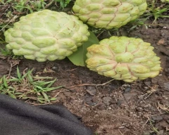 A Grade Quality Custard Apple for sale in Beed