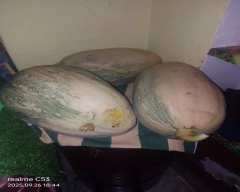 Normal Pumpkin for sale in Bhilwara