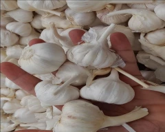 Big White Garlic for sale in Sambhal