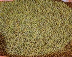 A Grade Quality Moong for sale in Sikar