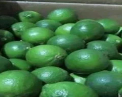 A Grade Quality Lemon for sale in West Delhi