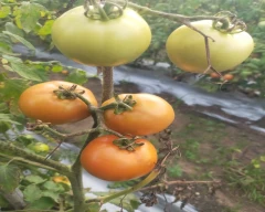 A Grade Quality Tomato for sale in Chhindwara