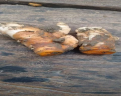 Rajendra Sonia Turmeric for sale in Unnao