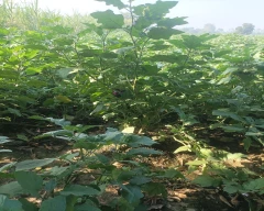 Other Brinjal for sale in Bulandshahr