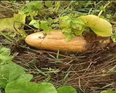 Red Pumpkin for sale in Kanpur Dehat