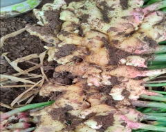 A Grade Quality Ginger for sale in Hassan