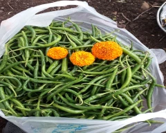 Other Green Chilli for sale in Satara