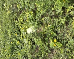 Normal Pumpkin for sale in Kaushambi