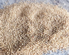 Hybrid Jowar for sale in Jalgaon