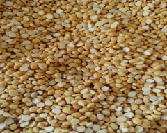 Normal Chana Dal for sale in Kanpur Nagar