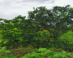 Normal Mosambi for sale in Amravati