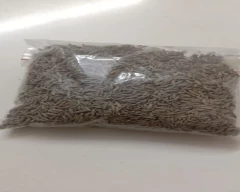 White Jeera for sale in Central Delhi